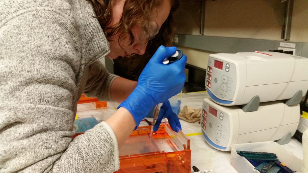 A researcher working in the laboratory